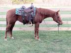 Cee Heart San Maria, Beautiful 4 Yr old AQHA Mare @ Auction!