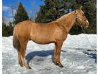 TS CHEX MY PLAYGUN â 2011 AQHA Palomino Stallion x DW He Be A Playgun x