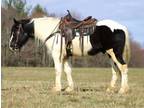 DOMINO â 2019 GRADE Draft Gypsy Cross Black and White Gelding!