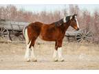 ROSE â 2023 GRADE Draft Cross Bay Tobiano Filly! Go to