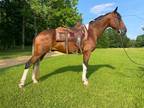 12 YO Spotted Saddle Horse - MUST SEE! ONE OF A KIND
