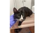 Adopt Ceviche a All Black Domestic Shorthair / Domestic Shorthair / Mixed cat in