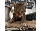 Adopt NUTMEG a Brown or Chocolate Domestic Shorthair / Mixed (short coat) cat in