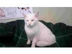 Adopt Blizzard a White Domestic Shorthair (short coat) cat in New Castle
