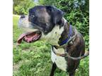 Adopt Hamlet a Black Boxer / Mixed dog in Tulsa, OK (38469554)