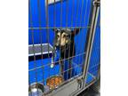 Adopt Lincoln a Black German Shepherd Dog dog in Whiteville, NC (38472394)