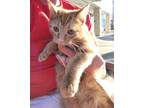 Adopt Simba a Orange or Red Domestic Shorthair (short coat) cat in Albemarle