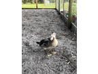 Adopt Boots a Black Duck bird in Labelle, FL (38474756)