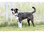 Adopt Harley a Black Border Collie / German Shepherd Dog / Mixed dog in