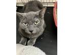 Adopt Scarlet a Gray or Blue Domestic Shorthair / Domestic Shorthair / Mixed cat