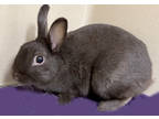 Adopt Lou a Chocolate American / Mixed rabbit in Voorhees, NJ (38475914)