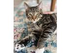 Adopt Socks a Domestic Shorthair (short coat) cat in Calimesa, CA (36225931)