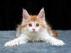 Hanna Maine Coon Polydactyl Female Red Tabby Bico