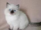 Galaxy Ragdoll Female Seal Pointed