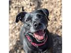 Adopt Malcom a Black Labrador Retriever / Mixed Breed (Medium) / Mixed dog in