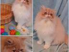 DandeLION Adorable Friendly Cfa Persian Kitten