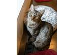 Adopt Wasabi a Brown Tabby Domestic Shorthair (short coat) cat in New York