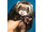 Adopt Bella II / Furry a Ferret small animal in Lyons, IL (38474957)