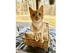 Adopt Chez a Tan or Fawn (Mostly) Domestic Shorthair (short coat) cat in Ray