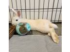 Adopt Jefferson a White Other/Unknown / Mixed (medium coat) rabbit in East