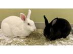 Adopt Oli and Selah a Black Mini Rex / Mixed (short coat) rabbit in East Peoria