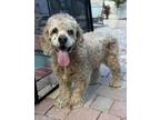 Adopt Chulo a Tan/Yellow/Fawn Cocker Spaniel / Mixed dog in Cape Coral