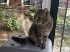 Adopt Faith a Brown Tabby Domestic Shorthair cat in Breinigsville, PA (38470735)