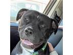 Adopt SOPHIA a Black - with White American Staffordshire Terrier / Mixed dog in