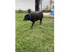 Adopt Sox a Black Mixed Breed (Large) / Mixed dog in Saskatoon, SK (38470854)
