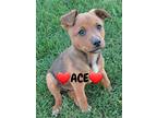 Adopt Ace a Red/Golden/Orange/Chestnut - with Black Cattle Dog / Blue Heeler /