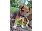 Adopt Nico a Red/Golden/Orange/Chestnut Cattle Dog / Blue Heeler / Mixed dog in