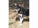 Adopt ASTRA a Black - with White Husky / Mixed dog in Ventura, CA (38471099)