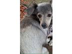 Adopt Merry a Gray/Blue/Silver/Salt & Pepper Dachshund / Mixed dog in Silverton