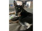 Adopt Cora a Black Shepherd (Unknown Type) / Husky / Mixed dog in Justin
