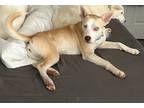 Adopt Bree a White - with Red, Golden, Orange or Chestnut Siberian Husky / Mixed