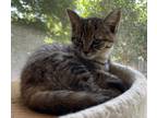 Adopt Lilo a Tortoiseshell Domestic Shorthair (short coat) cat in San Ramon
