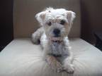 Adopt Ellie a White - with Tan, Yellow or Fawn Terrier (Unknown Type