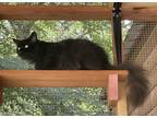 Adopt Rhianna a All Black Domestic Longhair (long coat) cat in Jacksonville