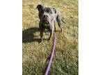 Adopt Felix a Gray/Silver/Salt & Pepper - with White Pit Bull Terrier / Mixed
