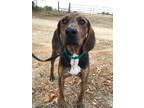 Adopt Rufus a Brindle Plott Hound / Mixed dog in TULSA, OK (38472110)
