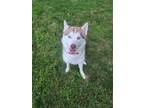 Adopt Gelato a White - with Tan, Yellow or Fawn Siberian Husky / Mixed dog in