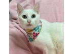 Adopt FLOWER a White Domestic Shorthair (short coat) cat in Irvine