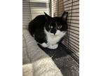 Adopt Mandy a All Black Domestic Shorthair / Domestic Shorthair / Mixed cat in