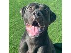 Adopt Sergio a Brindle Cane Corso / Staffordshire Bull Terrier / Mixed dog in