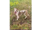 Adopt Ben a White - with Brown or Chocolate American Pit Bull Terrier / Mixed