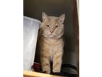 Adopt Georgie a Orange or Red Tabby Domestic Shorthair (short coat) cat in Mira