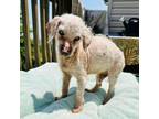 Adopt Barley a White - with Tan, Yellow or Fawn Poodle (Miniature) / Mixed dog
