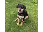 Adopt Ralphie a Black Shepherd (Unknown Type) / Mixed dog in Tuba City