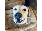 Adopt Rainy a White - with Tan, Yellow or Fawn American Pit Bull Terrier / Mixed