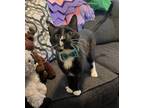 Adopt Cal a Black & White or Tuxedo Domestic Shorthair (short coat) cat in